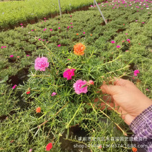 重瓣太阳花苗宿根混色植物绿植花卉盆栽四季开花带根带花苞发货