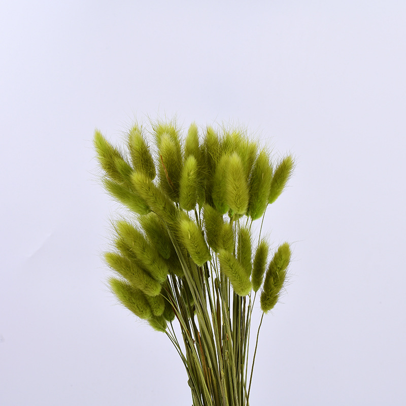 Flor inmortal hierba de cola de conejo hierba de cola de perro material natural 60 flores secas adornos para el hogar material de ramo DIY