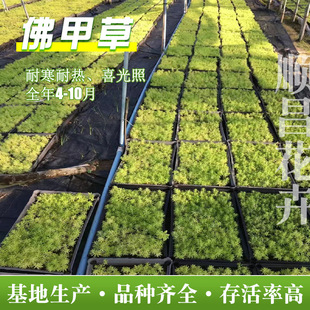 ��ײ�Ѩ�P������픾G����Ƥƺ���~�S���ײ��f��ݾ����^·�S