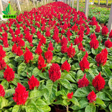 鸡冠花苗 鸡冠花苗品牌 图片 价格 鸡冠花苗批发 阿里巴巴