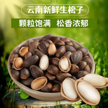 新鲜生松子云南松子薄壳湿松子不开口原味坚果闲零食电商