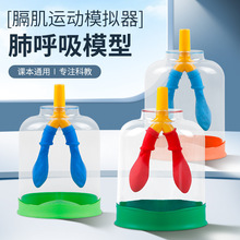 膈肌运动模型初中物理实验器材人体肺气体交换教具肺呼吸模拟器