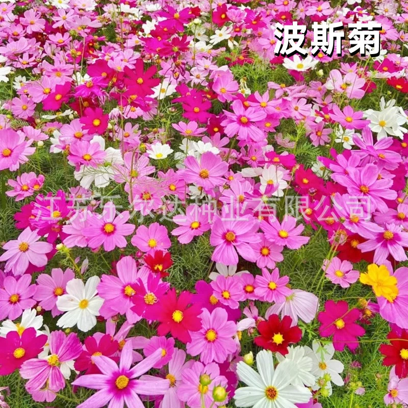 Космос семян Gesang цветок семена цветок двор Four Seasons дикий цветок Комбинация цветок семена цветок море для создания Циннии