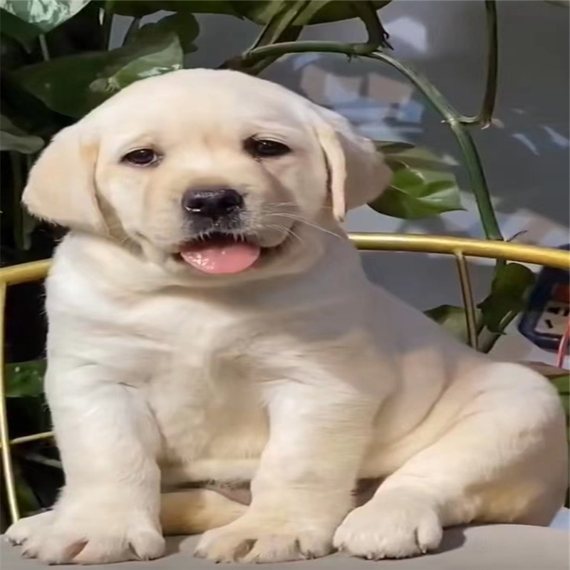 犬 小屋 牛乳の販売 白 ラブラドール犬 ラブラドール子犬 盲導 犬 子犬 価格 生きている ペットの犬 中国仕入れ Com