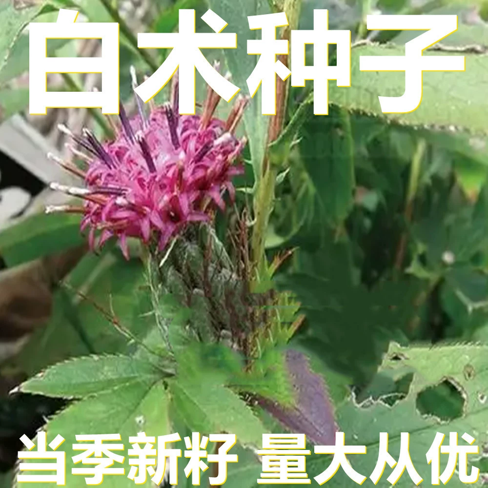 Семена Атрактилодеса 250-500г в мешках оптом, прямые поставки с места происхождения, сезонные новые семена, семена садовых растений