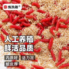 红蛆大盒活体鲫鱼野钓饵钓鱼大号蚯蚓红虫散装活红蛆野钓必备鲤鱼