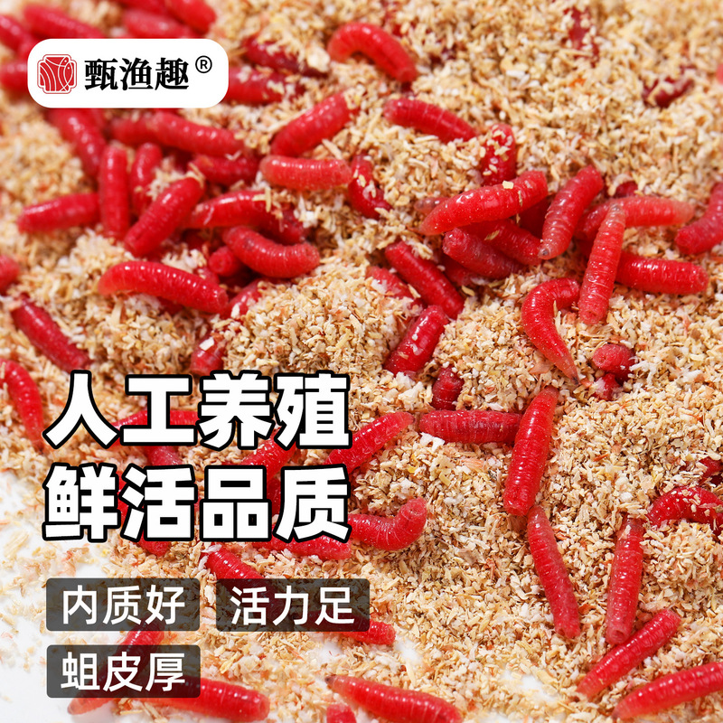 Large Box of Live Red Maggots, Crucian Carp Fishing Bait, Large Earthworms, Red Worms, Bulk Live Red Maggots, Essential for Wild Fishing, Carp Fishing Large Box of Live Red Maggots, Crucian Carp Fishing Bait, Large Earthworms, Red Worms, Bulk Live Red Maggots, Essential for Wild Fishing, Carp Fishing