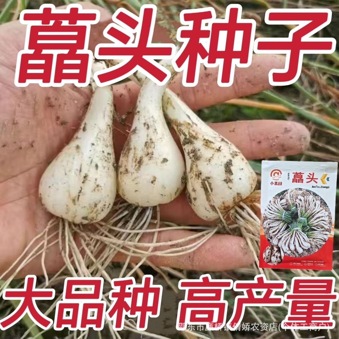 Large Bulb Onion Seeds, Jiangxi Jiao-Tou Seeds, High-Quality Large Bulb Onion Seeds, Jiao-Tou Seeds
