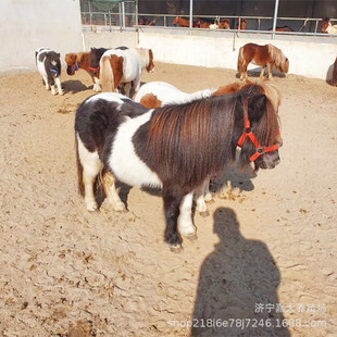 �F؛���۾��^�^�p�T��С���R���w ��ͯ�T�˰��_�R ���R��ô��B