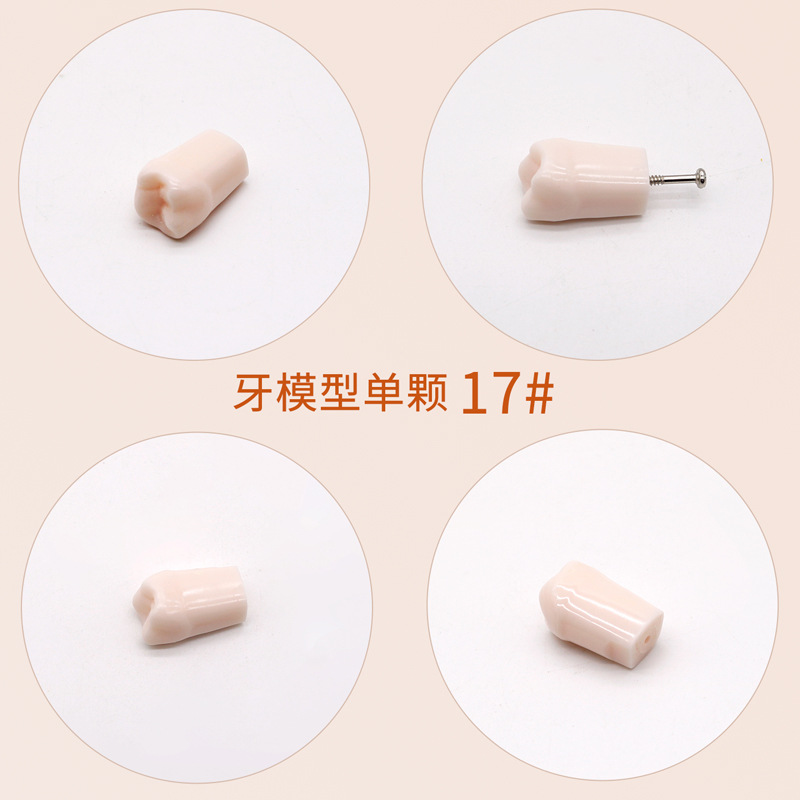 Práctica dental resina de partículas dentales dispersa simulación de partículas dentales de resina dientes aislados dientes enteros 28 / 32 partículas dentales