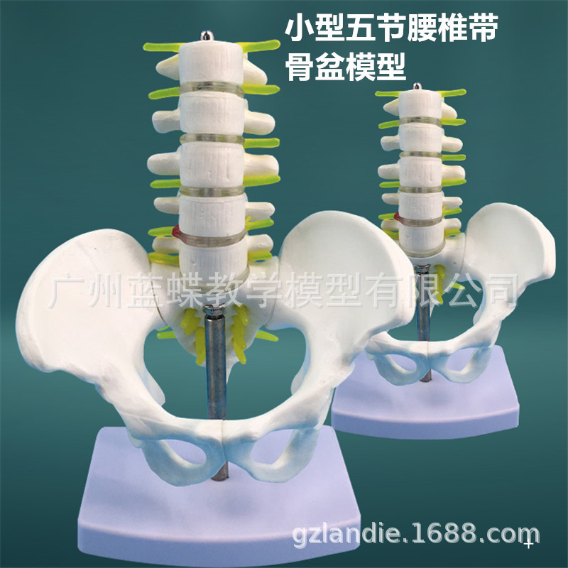 С�͹���������׵ģ�� ������׵β׵β��׵�����񾭹���ģ��