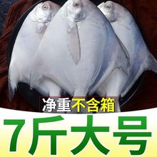大银鲳鱼新鲜冷冻无冰白鲳鱼平鱼昌鱼海鲜水产批发鲜活鱼类整箱