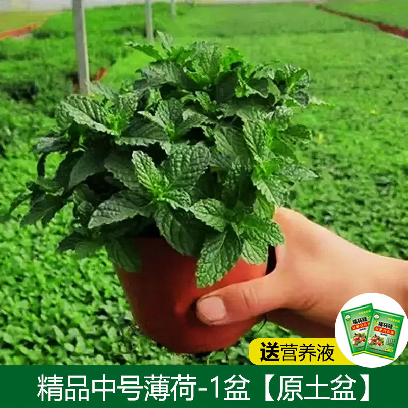 [모기퇴치 식용] 프리미엄 미디엄 포트 민트 + 비료