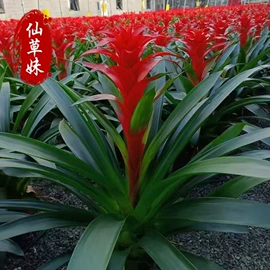 宿根花卉;一二年生花卉;灌木