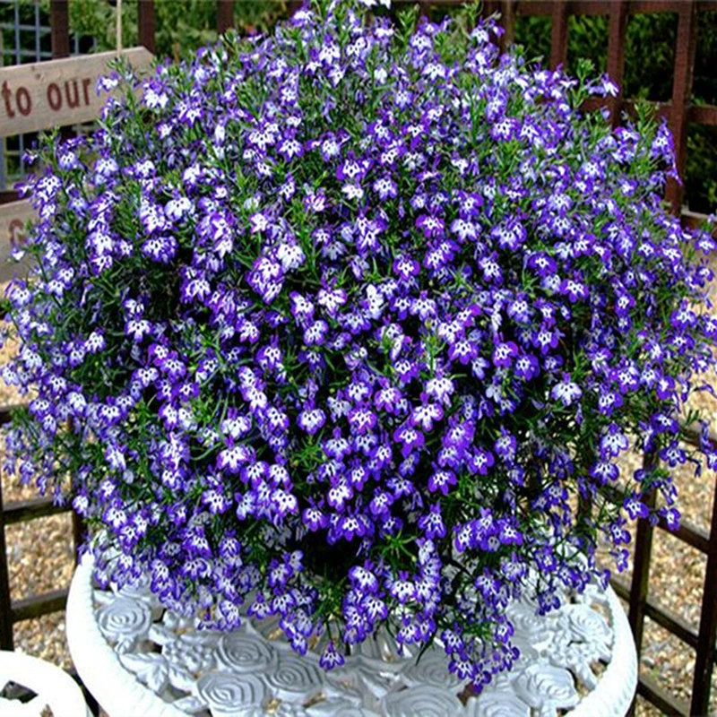 Шестикратное семя цветка в горшке, легко выращиваемое в помещении и на открытом воздухе, декоративное растение, цветет в любое время года, семена для балкона во дворе.