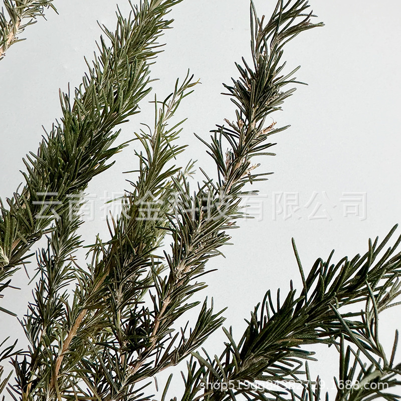 Organic perfume with rosemary