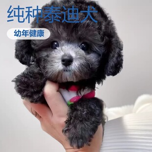 �F�eȮ����Ȯ��Ȯ���w����С�����N̩��Ȯ̩�Ϲ�̩���܌���豭Ȯ