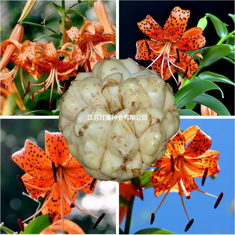 Съедобные шары лилий Смотрим цветы Исин сейчас Копаем свежую Лилию с бутонами Суп с несколькими головками Семена цветов сладкой лилии в горшке