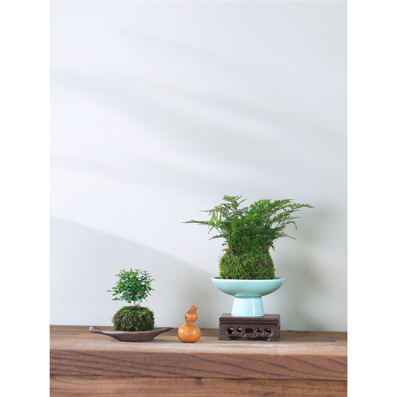 Hydroponic Moss Ball Indoor Bamboo Plant for Office Desk, Shade-Loving and Easy to Care For, Mini Potted Moss Jade Money Tree