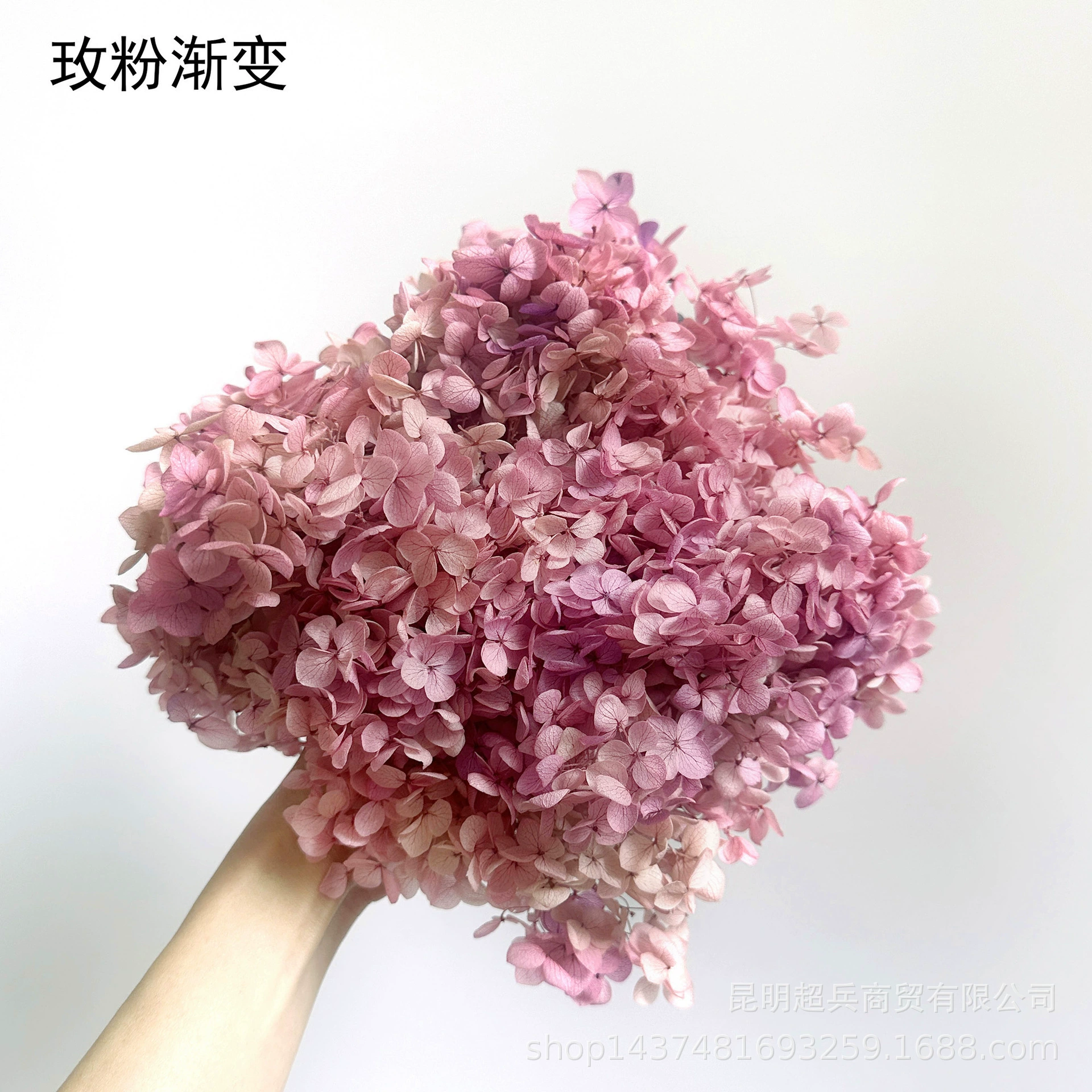 [Вечная Life Flower Hydrangea] Анна Градиентный цвет Лист Hydramid Книга цветов оптом DIY цветочная коробка материал для просмотра