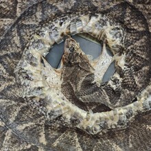 蕲蛇 五步蛇干蕲蛇干中药材 包邮代磨粉量大从优