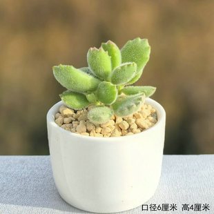 �������ҵ������X��ؔ��t��ʯ��ֲ����Gֲ��������ͯ��С�׻���