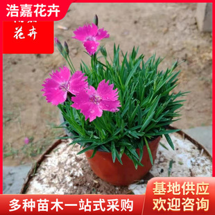 �Wʯ��Ѩ���� �����ƺ���^ֲ��С�^���@�G���r��� �Wʯ����