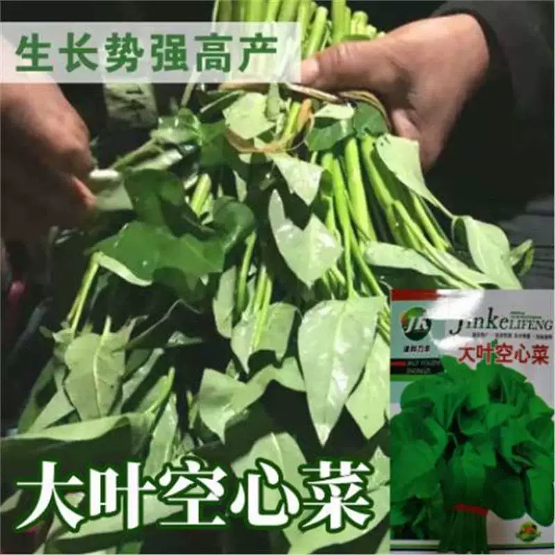 Семена водной шпинатной капусты с крупными листьями, семена полых ростков, семена водной шпинатной капусты, овощные семена для посадки на балконе и во дворе в любое время года.