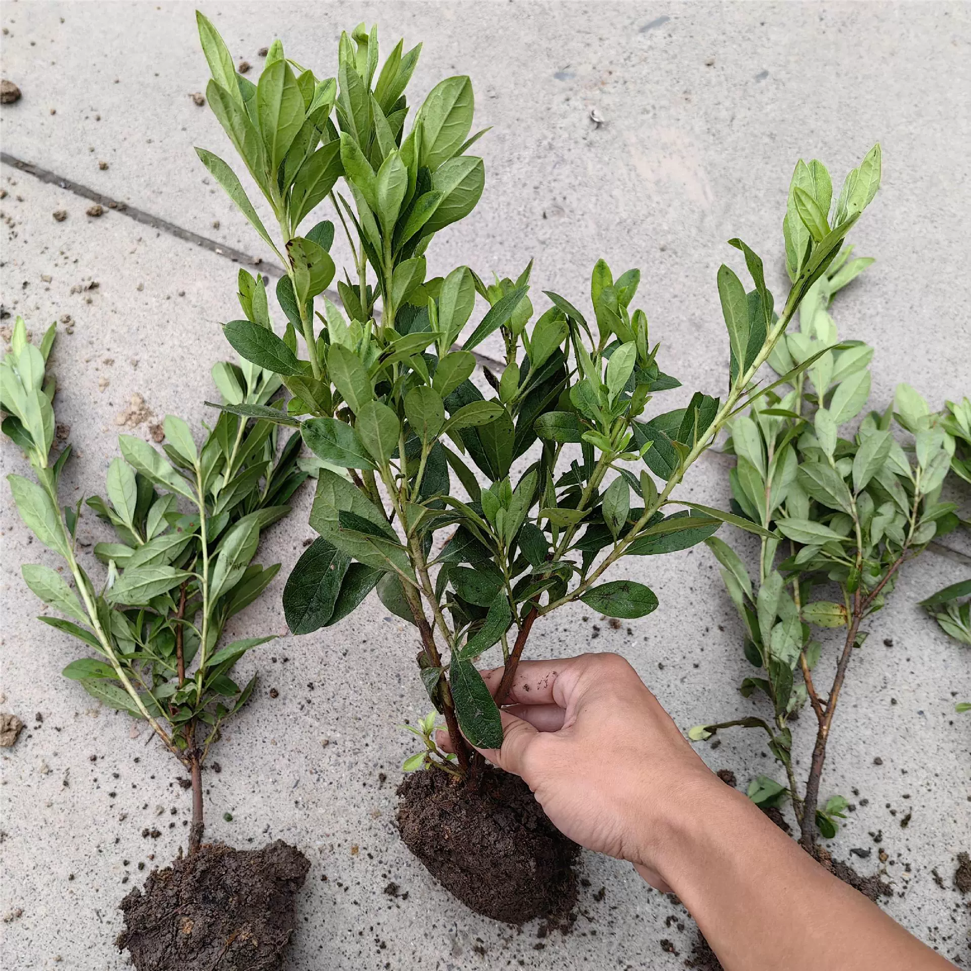 [Доставка коллекции озелененных рассады в Ханчжоу] Инженерный меховой шарик Рододентрона, весна, рододентрон, летняя чашка Рододинтрона, саженцы, горшечные растения