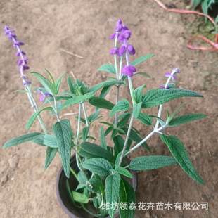 Flower Wholesale Mexican Red Sage Balcony Park Group Placement Park Square Community Greening Flower Shape