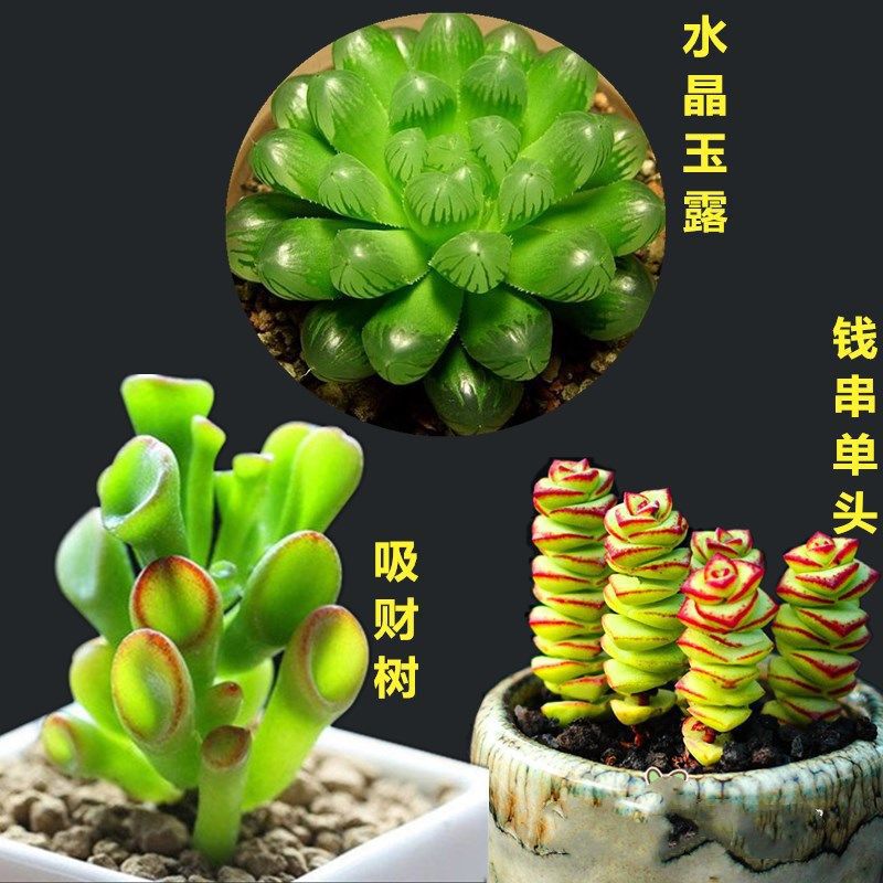 돈을 끌어들이는 나무 + 옥이슬 + 돈끈은 화분이 필요합니다. 화분을 포함하여 주문하세요.