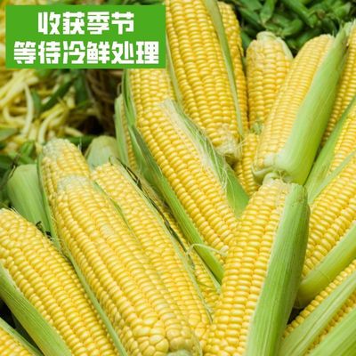 Corn grain wholesale Quick-freeze fresh Fruit Corn Go fishing fresh Corn Juicing Freezing commercial