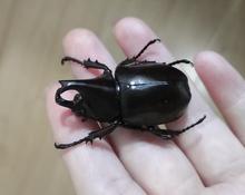 真昆虫蜻蜓锹甲兜虫金龟未整资原虫标本袋子包装练手虫