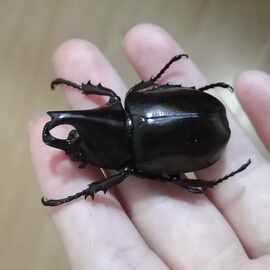 真昆虫蜻蜓锹甲兜虫金龟未整资原虫标本袋子包装练手虫