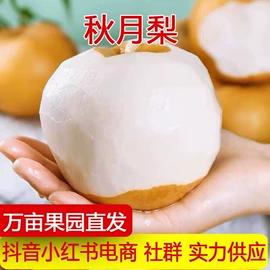 柑桔;苹果;其他水果