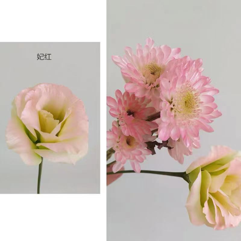 Internet celebridad ciruela negro rosa púrpura flores autopintadas agente de pulverización de color tinte floral spray colorante