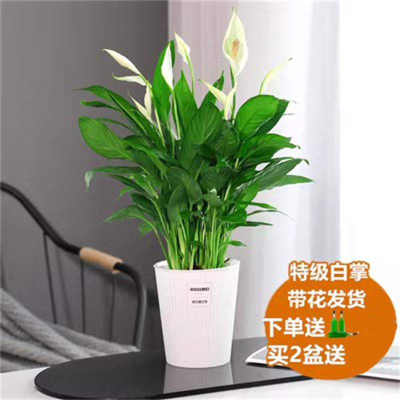 꽃이 있는 특급 흰색 야자나무 6-8 식물 론진 자체 프라이밍 냄비 + 영양 용액