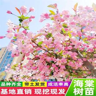 �ߗU���Ę����������Ĵ��z���ı������Ļ���ͥԺ�e�������ͺ�ֲ��