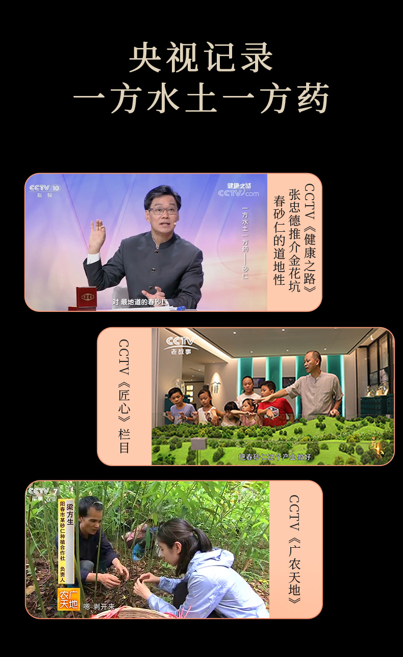 Amomum Villosum Root Sha Ren Gen 砂仁根 Fresh Yangchun Guangdong Herb for Soup and Tea 100g in use