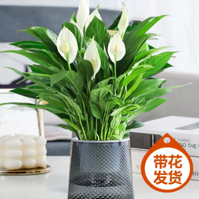 [핫 추천] 꽃이 있는 화이트 팜 6-8 식물 + 별이 빛나는 자체 흡수 냄비 + 영양 용액 특별 제공