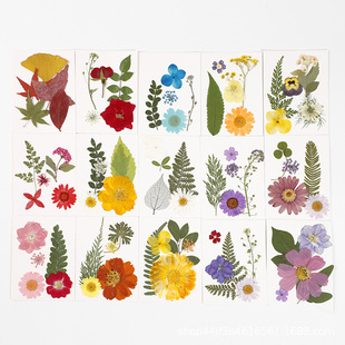 Large Sunflower Dried Flower Embossed Natural Plant Specimen Glue Handmade DIY Beauty Nail Art Material Embossed Painting