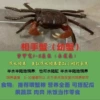 Молодой краб Xiangshou (с коробкой)
