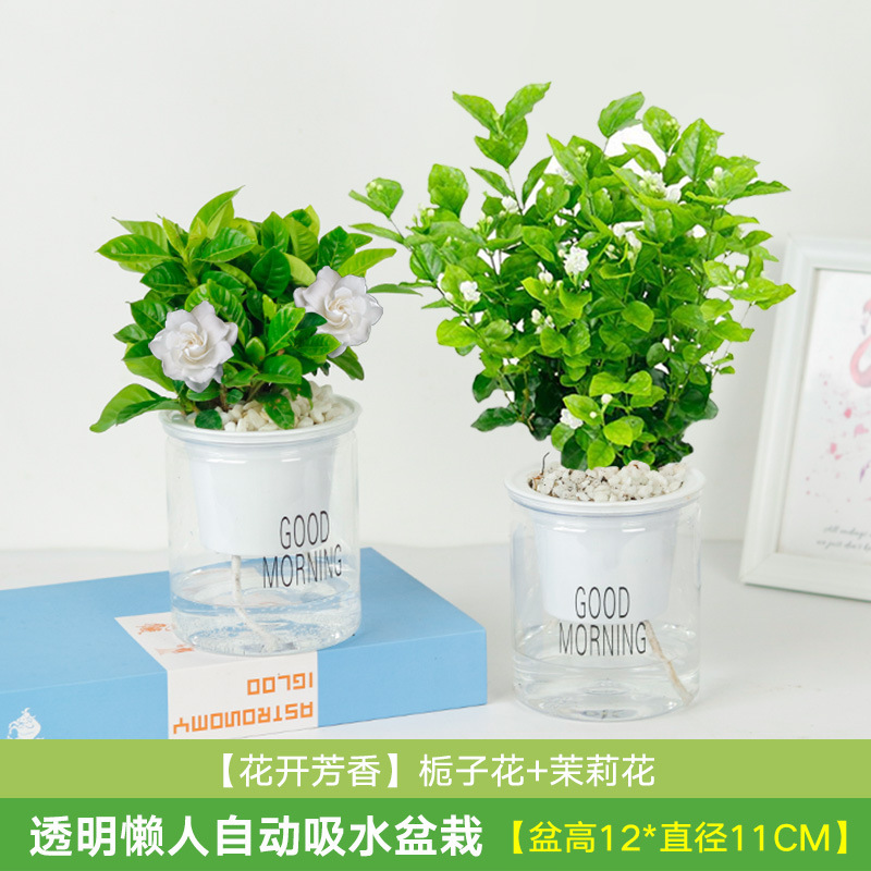 꽃 피는 향기 화분 2 화분 재스민 + 치자나무 (흡수 화분) (무료 비꽃 돌)