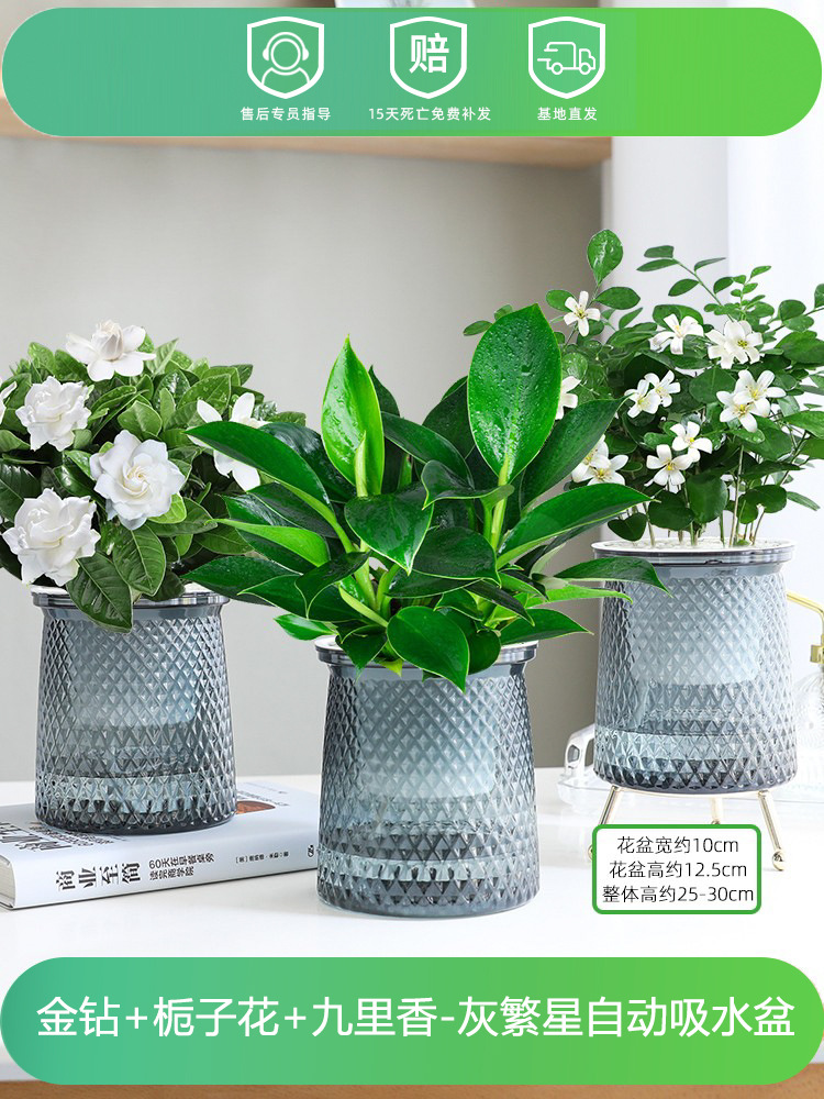 골든 다이아몬드 + 치자나무 + 구리향(별 세면대 3개) + 영양액