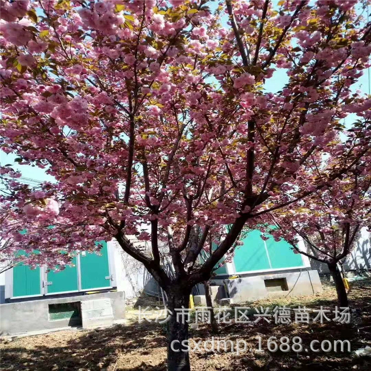 Оптовые продажи вишневых деревьев, саженцы вишневого дерева Хунань (утро и вечер), высококачественные садовые листопадные деревья, саженцы Чанша Синде