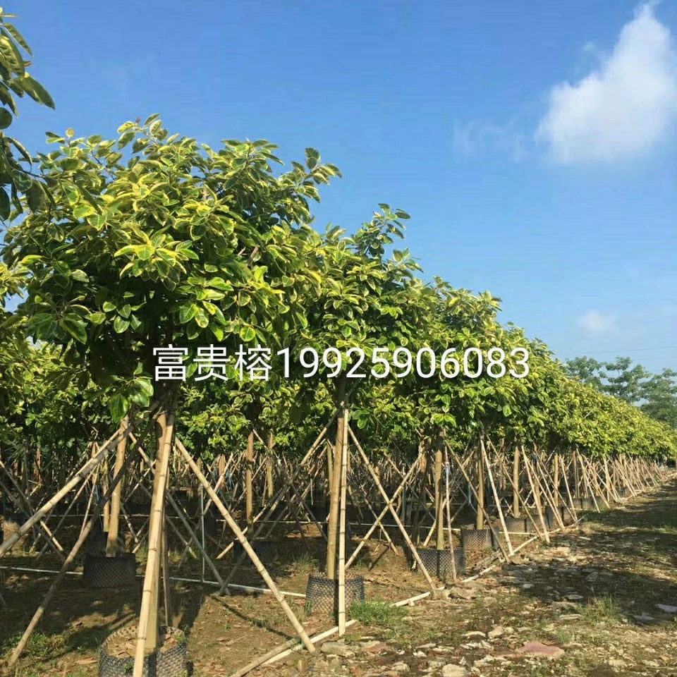 910 Поставка богатого баньяна 7-11 см поддельные саженцы, цветы и листья альпийского баньяна 0 пятнистых листьев