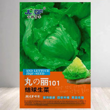 结球生菜种子圆生菜春夏秋四季播生菜种子球形菜种子球生菜生菜籽