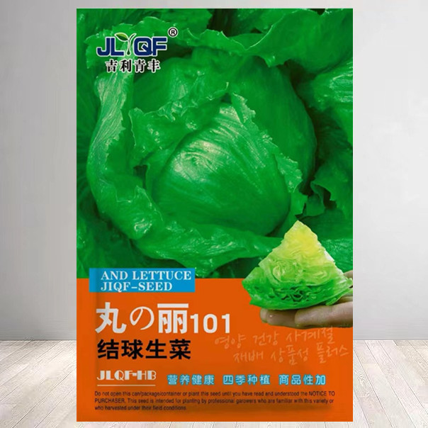 结球生菜种子圆生菜春夏秋四季播生菜种子球形菜种子球生菜生菜籽