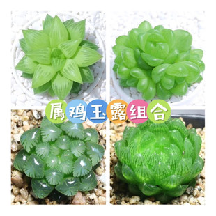 ���u��¶ֲ��M��ʮ������¶����ֲ�����Լ���¶����ˮ����������