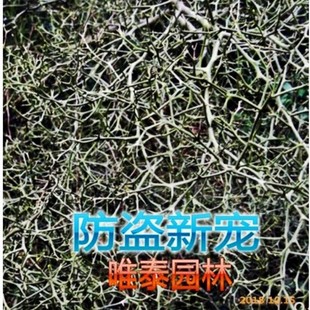 Iron fence thorn tree seedling thorn tree seedling plant anti-theft fence orchard fence fence anti-thief